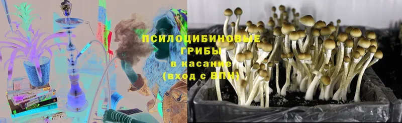 Псилоцибиновые грибы Psilocybine cubensis  Руза 